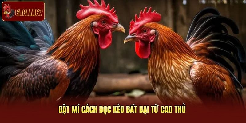 Bật mí cách đọc kèo bất bại từ cao thủ Bật mí cách đọc kèo bất bại từ cao thủ