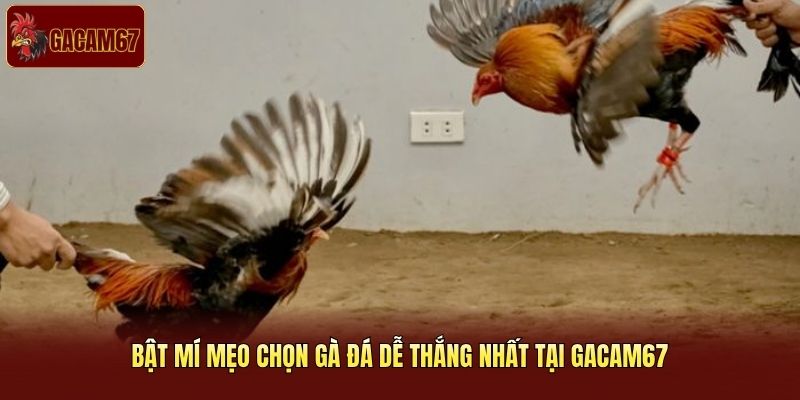 Bật mí mẹo chọn gà đá dễ thắng nhất tại Gacam67 Bật mí mẹo chọn gà đá dễ thắng nhất tại Gacam67