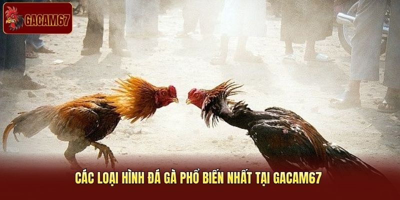 Các loại hình đá gà phổ biến nhất tại Gacam67 Các loại hình đá gà phổ biến nhất tại Gacam67