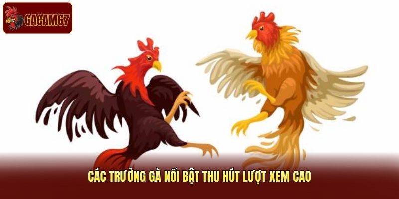 Các trường gà nổi bật thu hút lượt xem cao Các trường gà nổi bật thu hút lượt xem cao