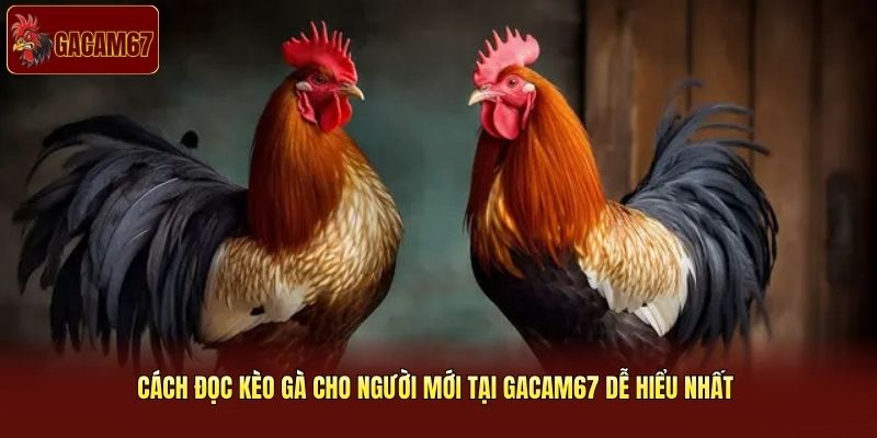 Cách Đọc Kèo Gà Cho Người Mới Tại Gacam67 Dễ Hiểu Nhất