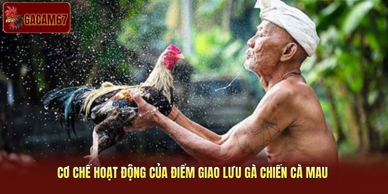 Cơ chế hoạt động của điểm giao lưu gà chiến Cà Mau Cơ chế hoạt động của điểm giao lưu gà chiến Cà Mau