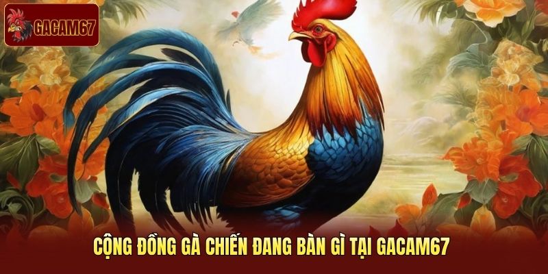 Cộng đồng gà chiến đang bàn gì tại Gacam67 Cộng đồng gà chiến đang bàn gì tại Gacam67