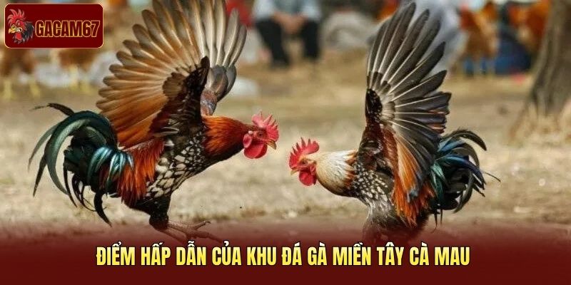Điểm hấp dẫn của khu đá gà miền Tây Cà Mau Điểm hấp dẫn của khu đá gà miền Tây Cà Mau