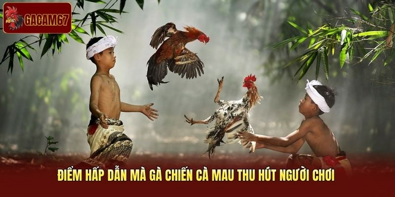 Điểm hấp dẫn mà gà chiến Cà Mau thu hút người chơi Điểm hấp dẫn mà gà chiến Cà Mau thu hút người chơi