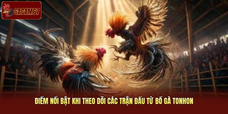 Điểm nổi bật khi theo dõi các trận đấu từ bồ gà Tonhon