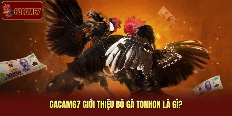 Gacam67 giới thiệu bồ gà Tonhon là gì?