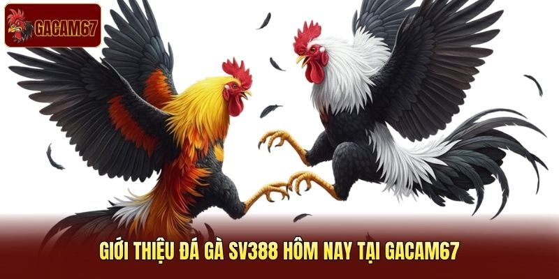Giới thiệu đá gà SV388 hôm nay tại Gacam67