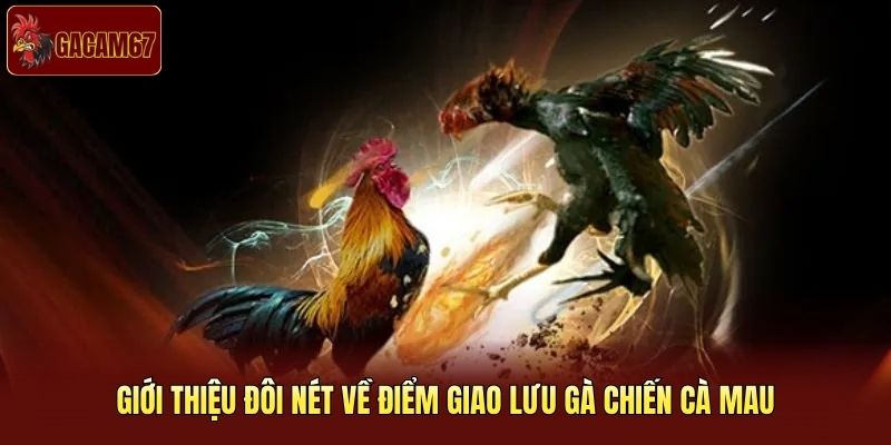 Giới thiệu đôi nét về điểm giao lưu gà chiến Cà Mau Giới thiệu đôi nét về điểm giao lưu gà chiến Cà Mau