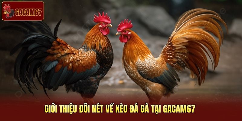 Giới thiệu đôi nét về kèo đá gà tại Gacam67 Giới thiệu đôi nét về kèo đá gà tại Gacam67
