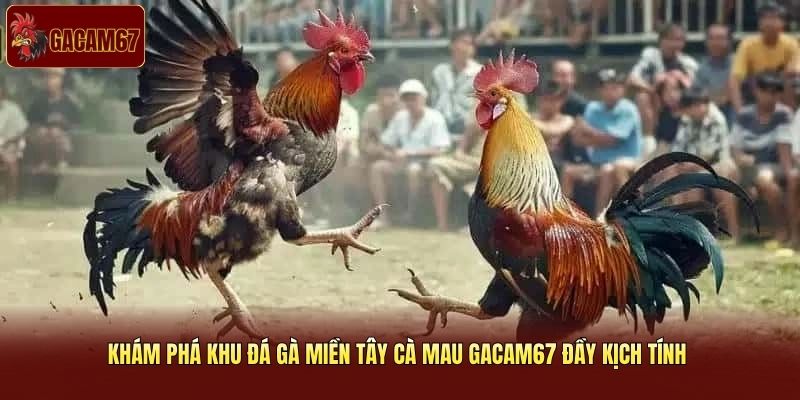 Khám Phá Khu Đá Gà Miền Tây Cà Mau Gacam67 Đầy Kịch Tính