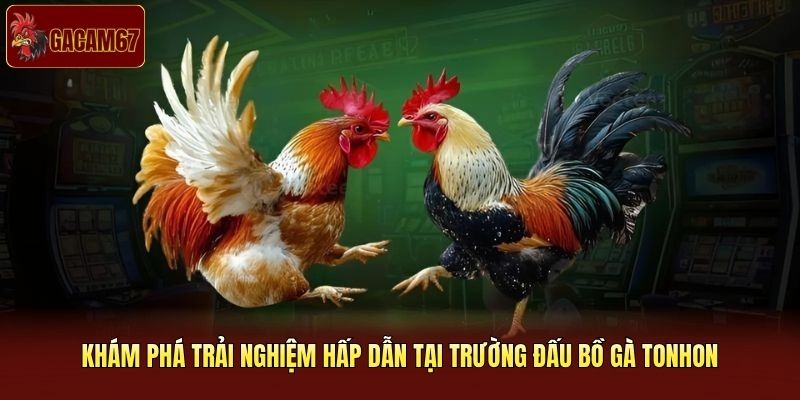 Khám phá trải nghiệm hấp dẫn tại trường đấu bồ gà Tonhon