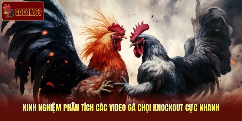 Kinh nghiệm phân tích các video gà chọi knockout cực nhanh