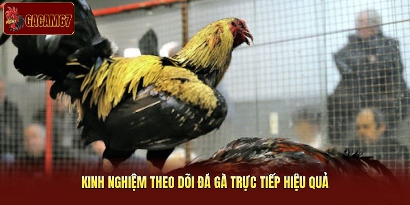Kinh nghiệm theo dõi đá gà trực tiếp hiệu quả Kinh nghiệm theo dõi đá gà trực tiếp hiệu quả