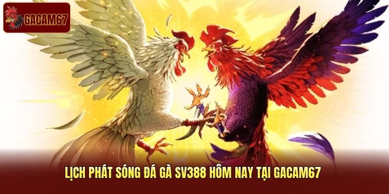 Lịch phát sóng đá gà SV388 hôm nay tại Gacam67 |