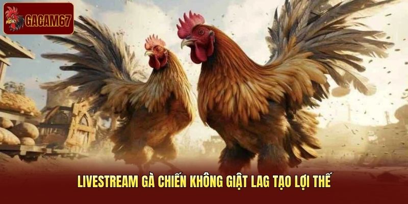 Livestream gà chiến không giật lag tạo lợi thế