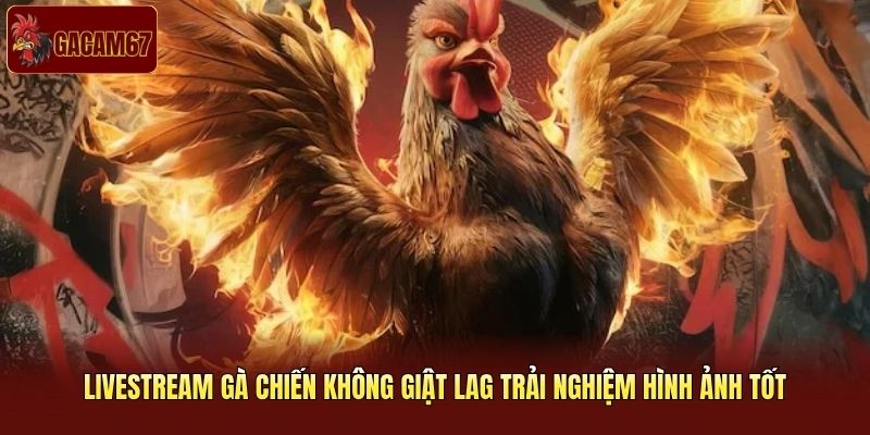 Livestream gà chiến không giật lag trải nghiệm hình ảnh tốt