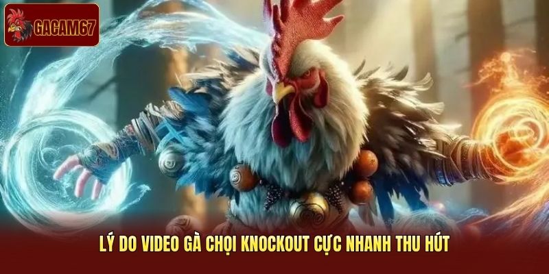 Lý do video gà chọi knockout cực nhanh thu hút