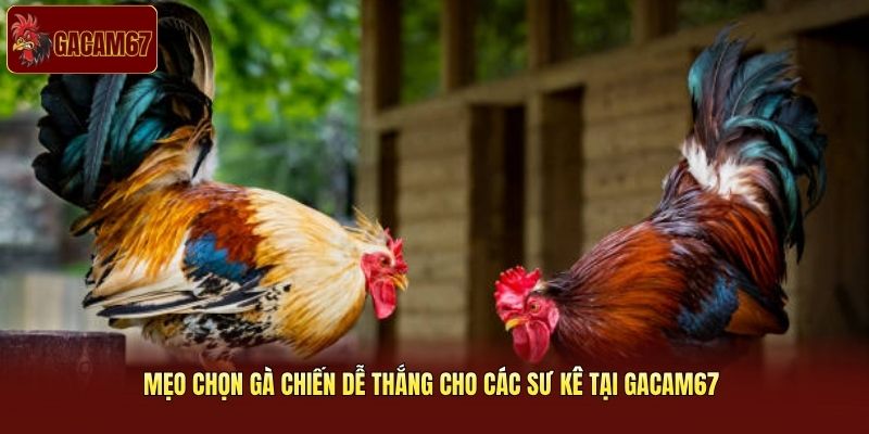 Mẹo Chọn Gà Chiến Dễ Thắng Cho Các Sư Kê Tại Gacam67