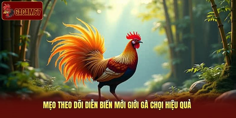 Mẹo theo dõi diễn biến mới giới gà chọi hiệu quả 