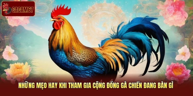 Những mẹo hay khi tham gia cộng đồng gà chiến đang bàn gì Những mẹo hay khi tham gia cộng đồng gà chiến đang bàn gì
