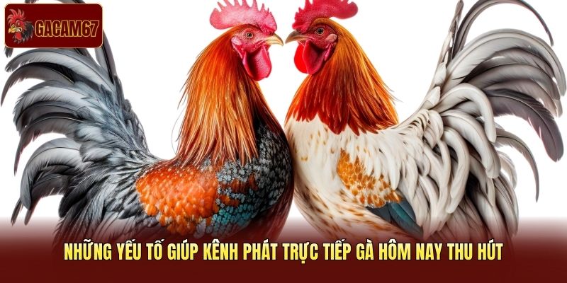 Những yếu tố giúp kênh phát trực tiếp gà hôm nay thu hút Những yếu tố giúp kênh phát trực tiếp gà hôm nay thu hút