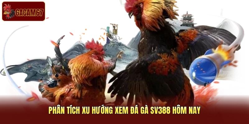 Phân tích xu hướng xem đá gà SV388 hôm nay