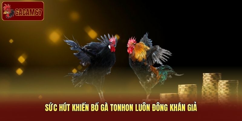 Sức hút khiến bồ gà Tonhon luôn đông khán giả