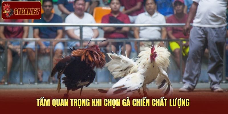 Tầm quan trọng khi chọn gà chiến chất lượng Tầm quan trọng khi chọn gà chiến chất lượng