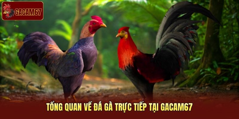 Tổng quan về đá gà trực tiếp tại Gacam67 Tổng quan về đá gà trực tiếp tại Gacam67