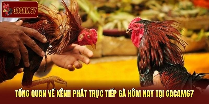 Tổng quan về kênh phát trực tiếp gà hôm nay tại Gacam67 Tổng quan về kênh phát trực tiếp gà hôm nay tại Gacam67