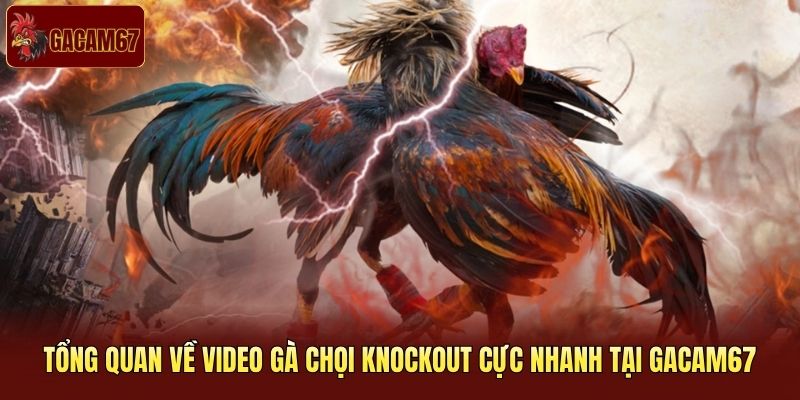 Tổng quan về video gà chọi knockout cực nhanh tại Gacam67
