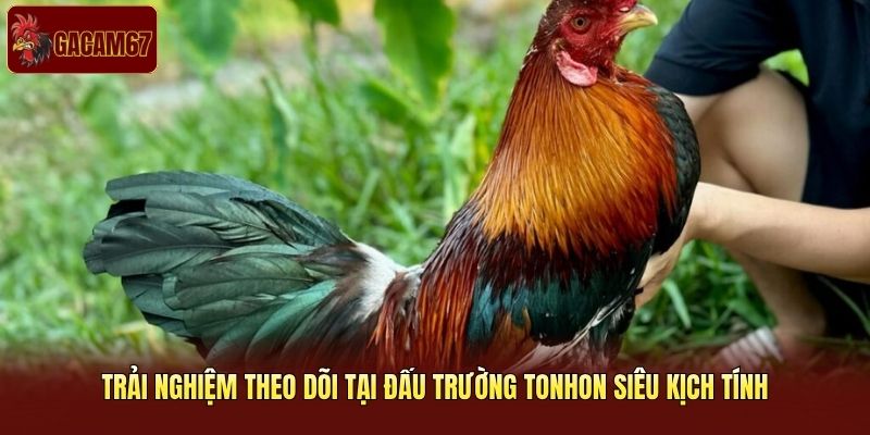 Trải nghiệm theo dõi tại đấu trường Tonhon siêu kịch tính