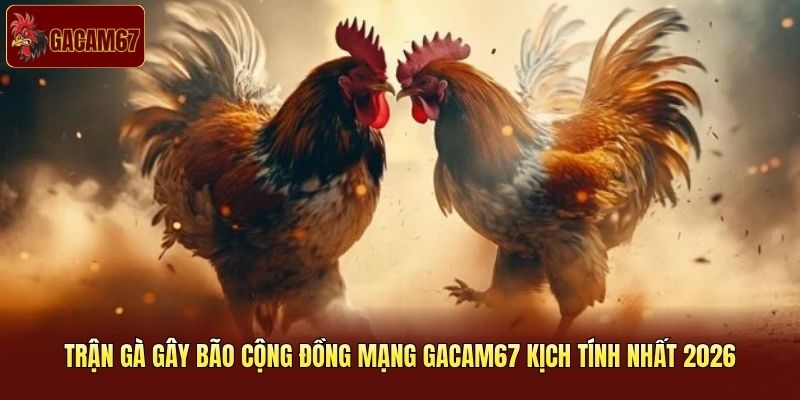 Trận gà gây bão cộng đồng mạng liên tục xu hướng