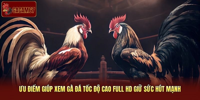 Ưu điểm giúp xem gà đá tốc độ cao full HD giữ sức hút mạnh Ưu điểm giúp xem gà đá tốc độ cao full HD giữ sức hút mạnh
