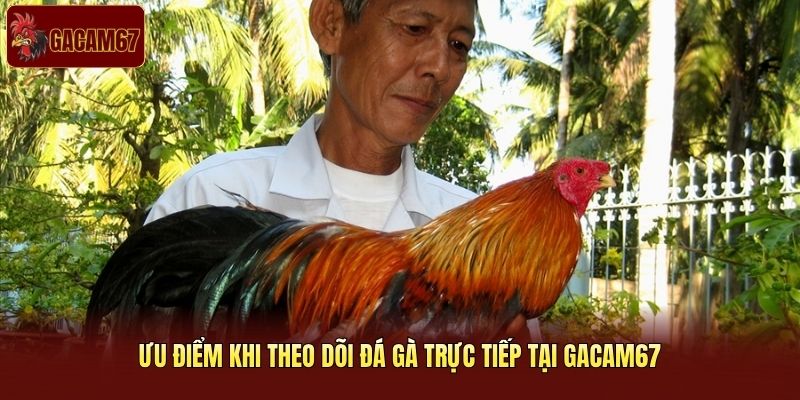 Ưu điểm khi theo dõi đá gà trực tiếp tại Gacam67 Ưu điểm khi theo dõi đá gà trực tiếp tại Gacam67