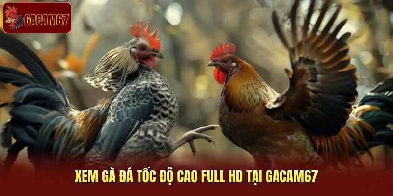 Xem gà đá tốc độ cao full HD tại Gacam67 Xem gà đá tốc độ cao full HD tại Gacam67