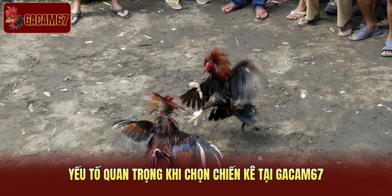Yếu tố quan trọng khi chọn chiến kê tại Gacam67 Yếu tố quan trọng khi chọn chiến kê tại Gacam67